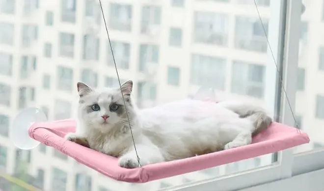 Cat Vista Window Hammock